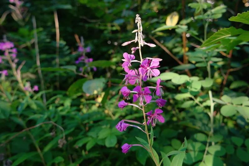 Klicka för att förstora