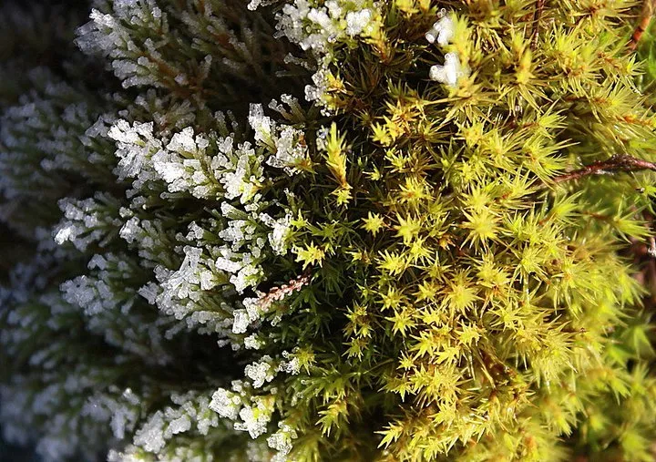 Klicka för att förstora