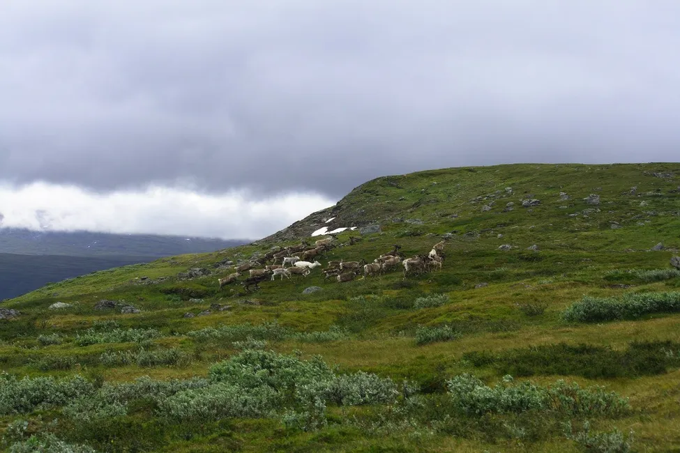 Klicka för att förstora