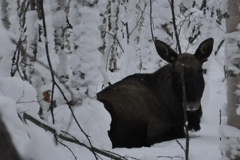 Klicka för att förstora