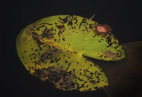 Den vackraste natur som finns