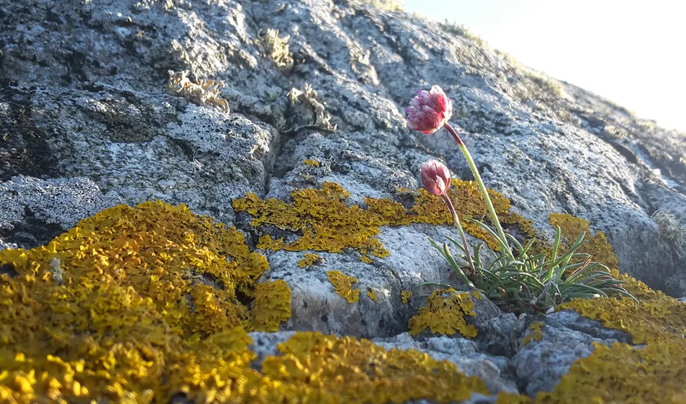 Klicka för att förstora