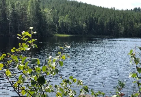 15 procent av Sveriges land och sötvatten är skyddat