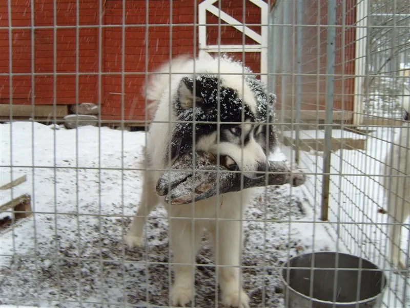 Klicka för att förstora