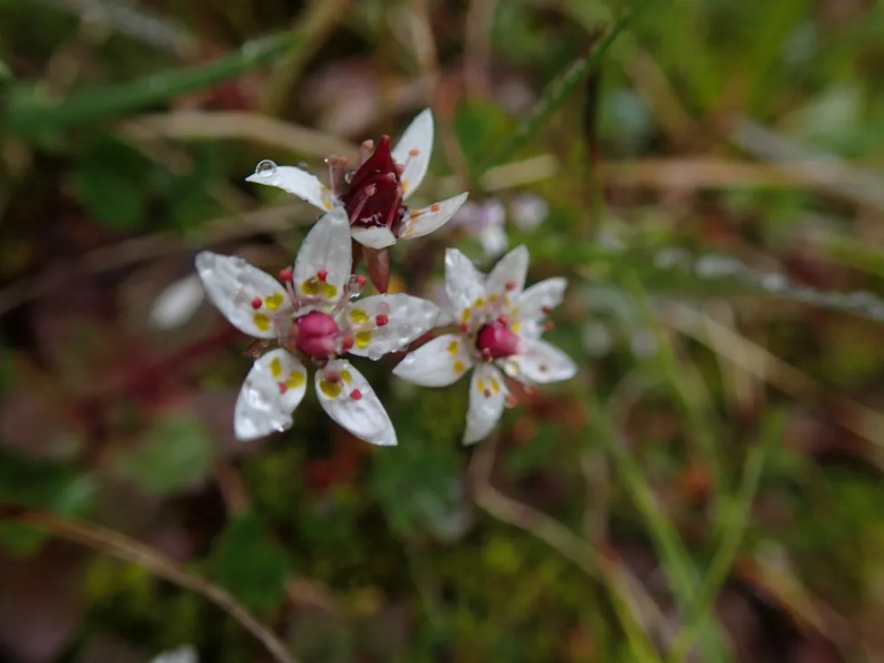 Klicka för att förstora