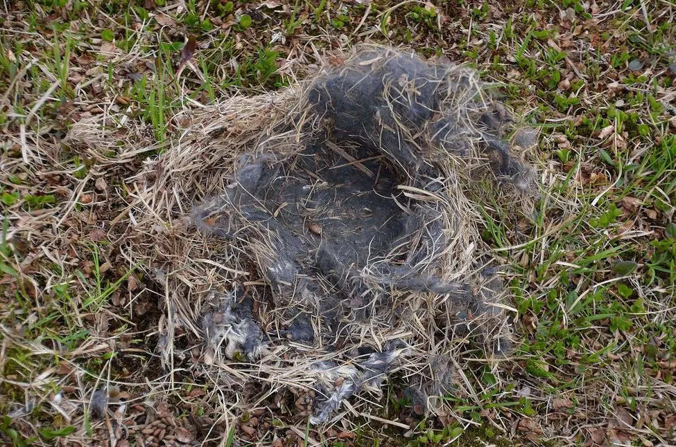 Klicka för att förstora