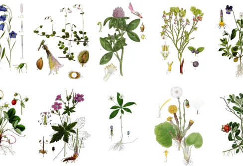 Finalomröstningen till Sveriges nationalblomma har startat