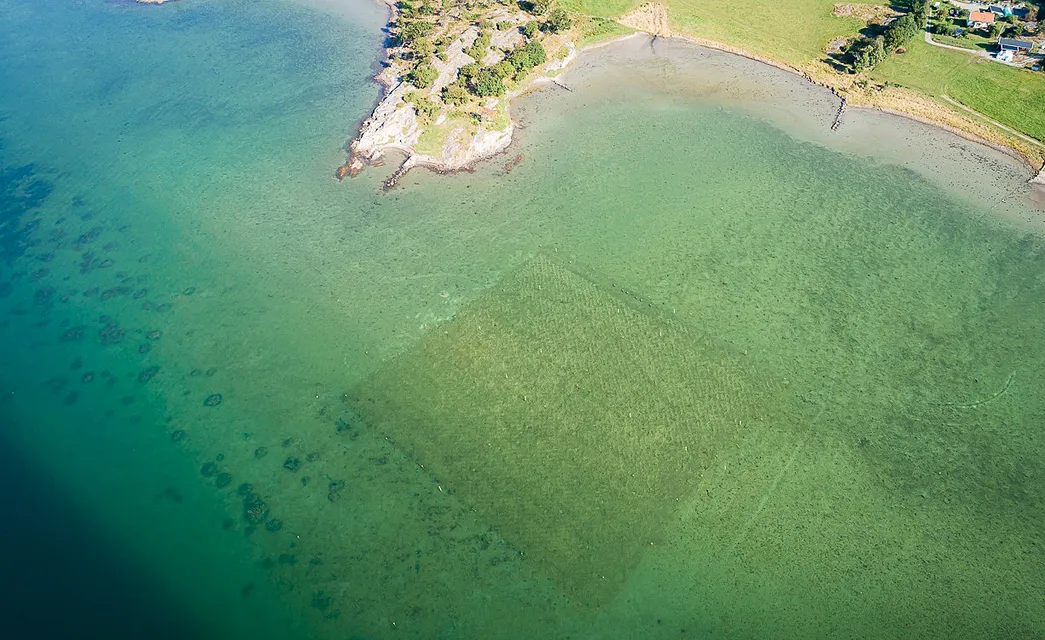 Lovande resultat för ålgräsplantering i sand