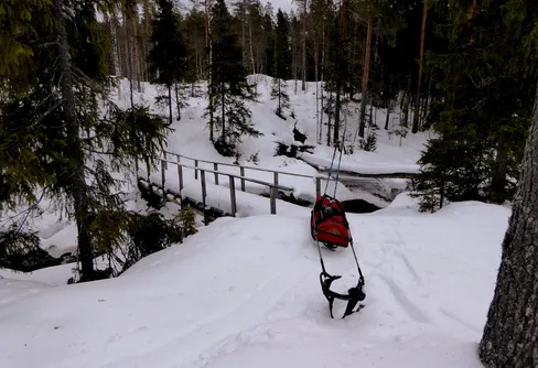 På snöskor längs Nittälven