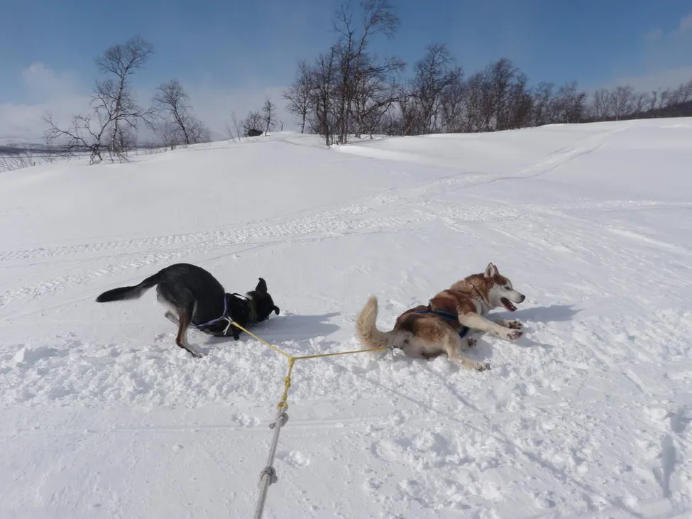 Klicka för att förstora