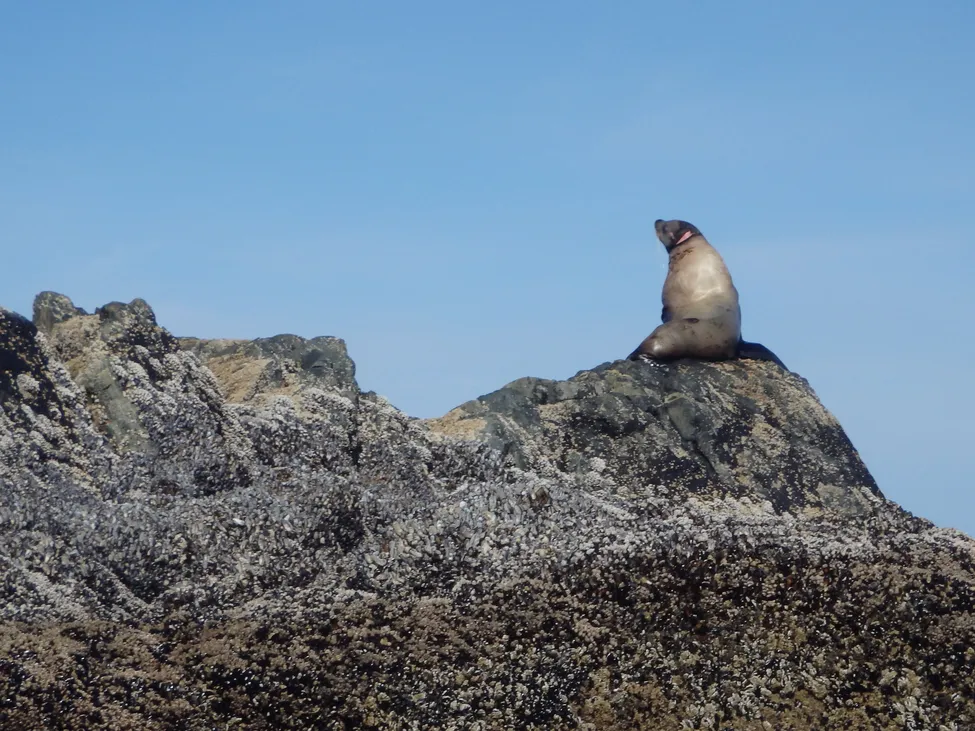 Klicka för att förstora