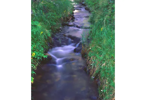Sjaunja - förbannelse och trolsk skönhet