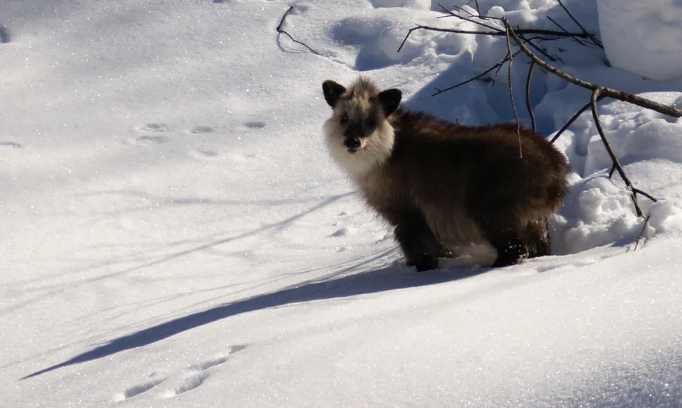 Klicka för att förstora
