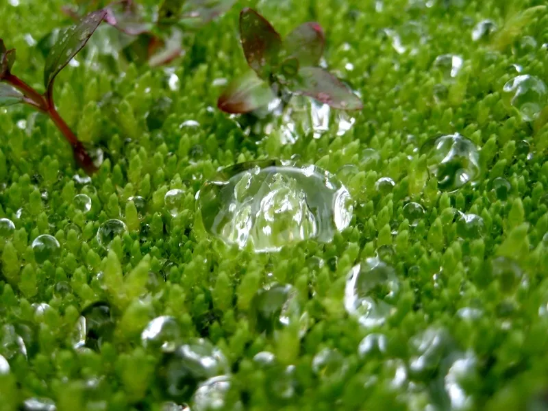 Klicka för att förstora