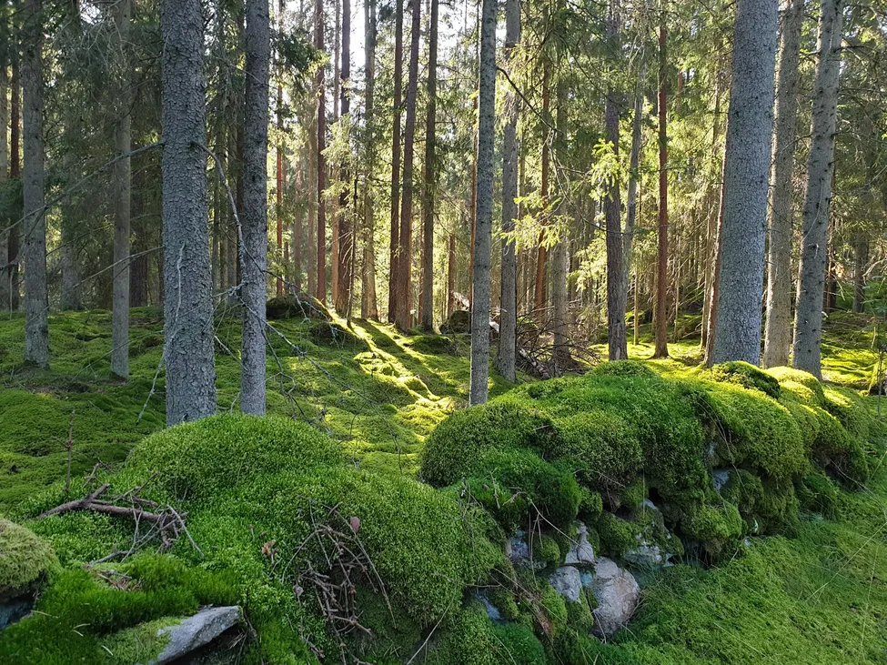 Klicka för att förstora