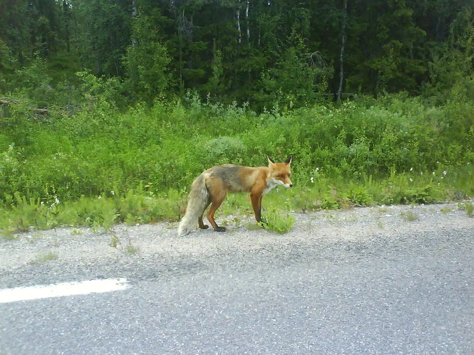 Klicka för att förstora