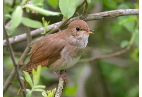 Livesänd fågelsång från naturum Hornborgasjön