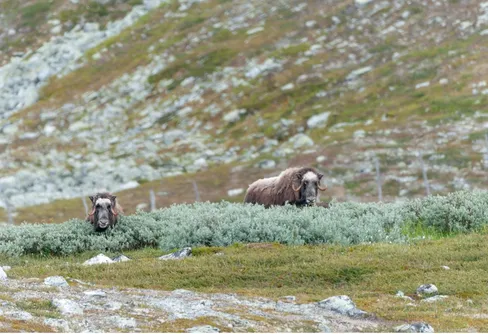 Den svenska myskoxen inventeras