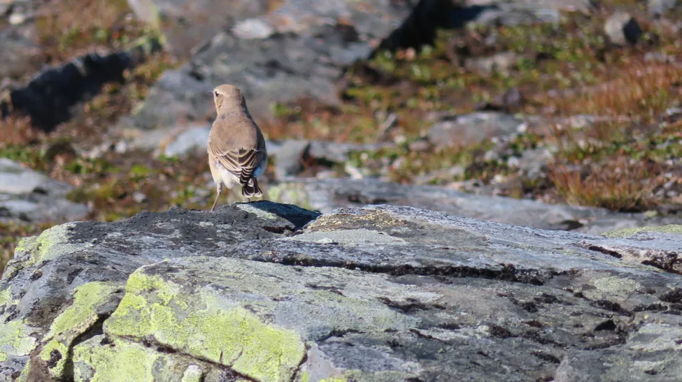 Klicka för att förstora