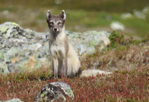 Uppåtgående trend i antal fjällrävar 2021
