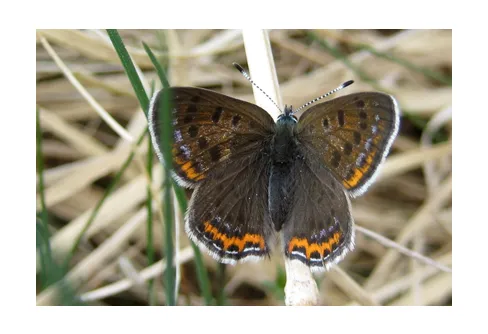 Har du sett Violett guldvinge?