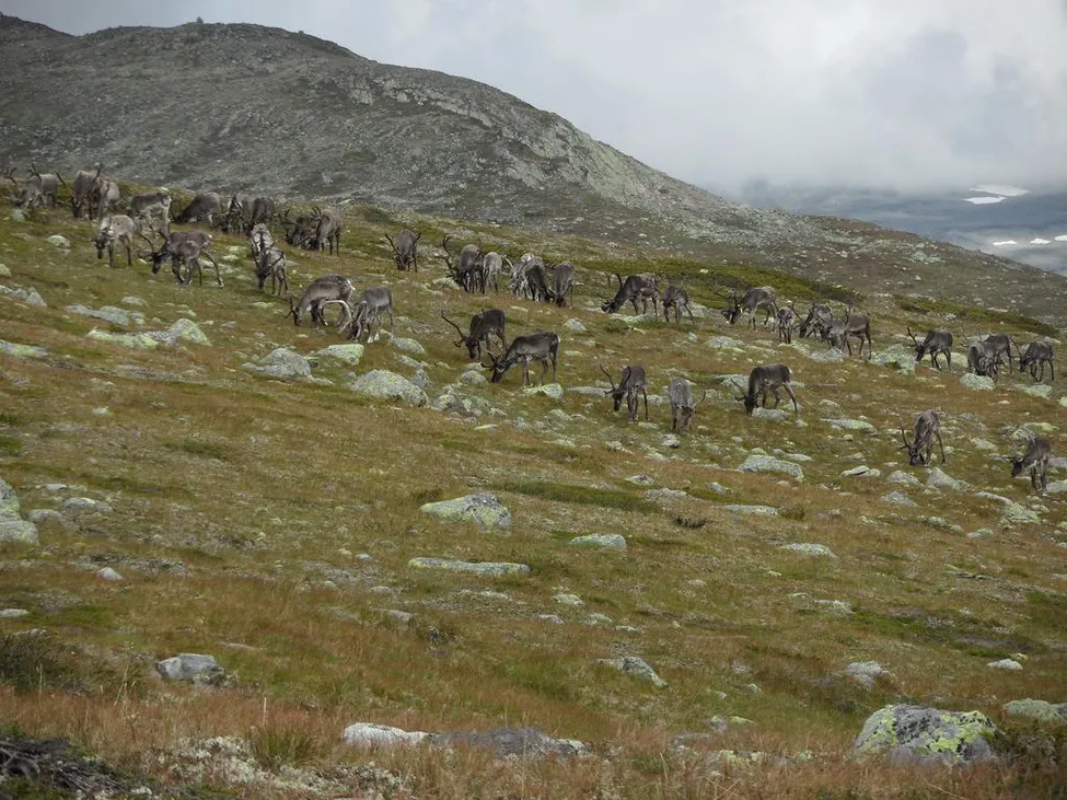 Klicka för att förstora
