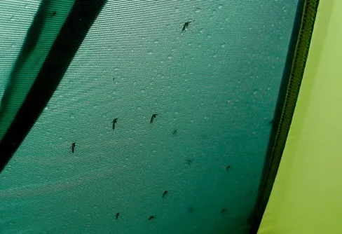 Nej, det är inte myggfritt ovanför trädgränsen