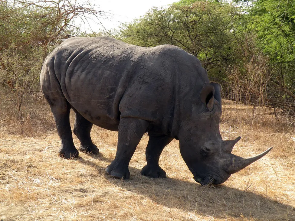 Klicka för att förstora