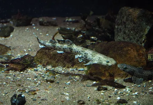 Hajar släpps ut i Gullmarsfjorden