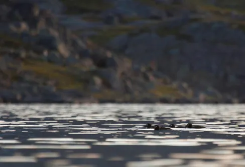 Djur och växter: Abisko - för sista gången? 6