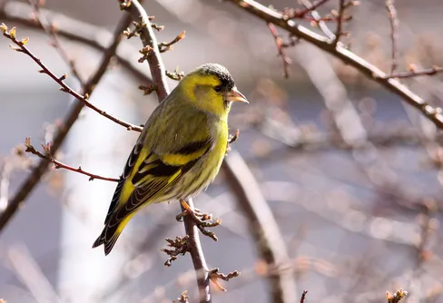 Talgoxen ohotad etta och grönsiskan är årets 