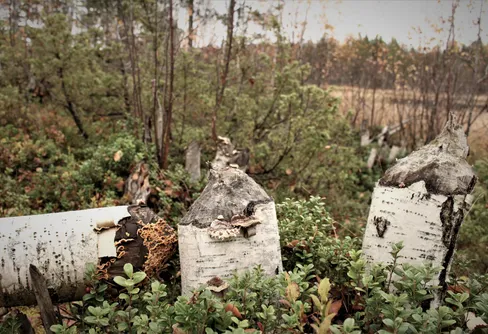 En vandring utan mål som blev en bäverspaning utan bäver
