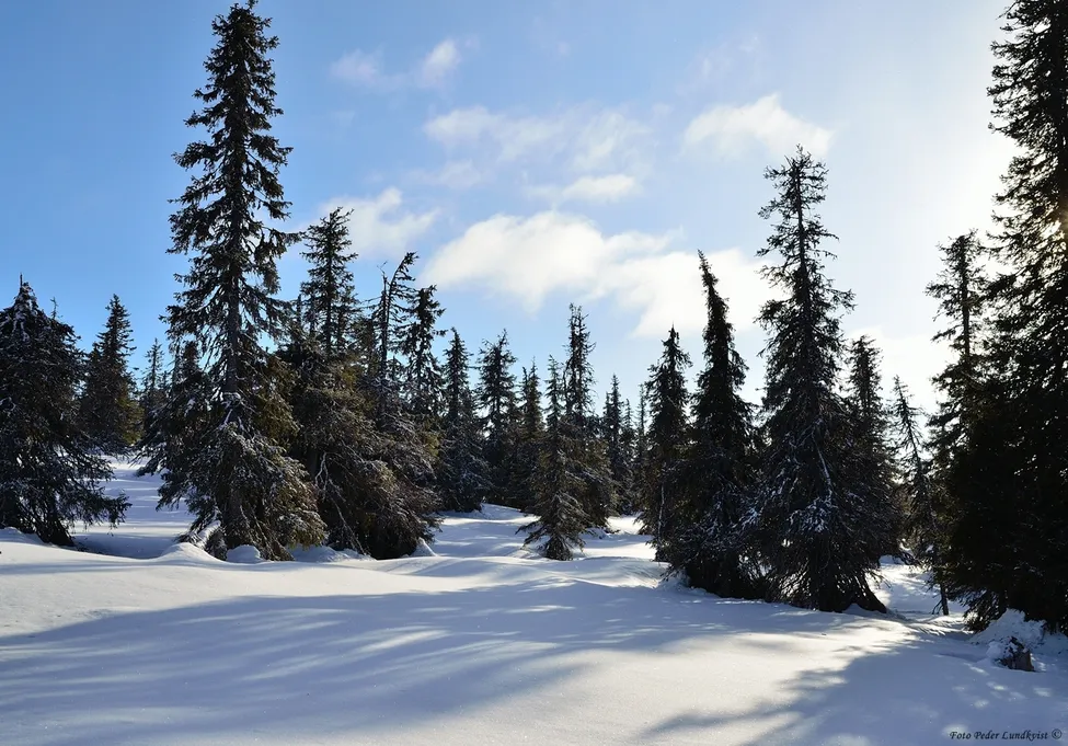 Klicka för att förstora