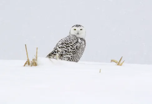 Svenska ugglor försvinner – ny rödlista bedömer två arter som utdöda