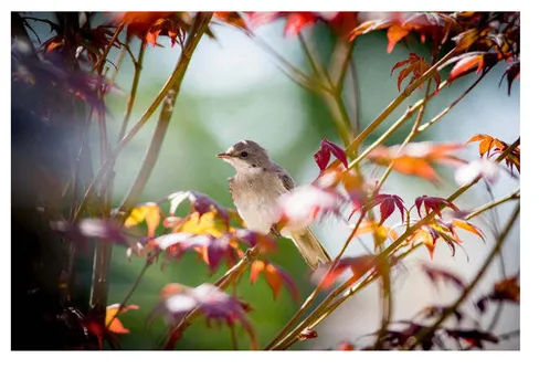 Stort intresse för fåglar inpå knuten
