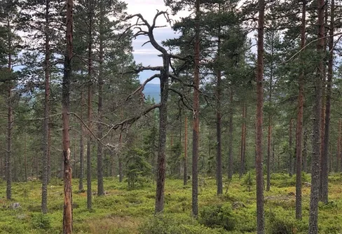 Naturen håller öppet i Coronatider!