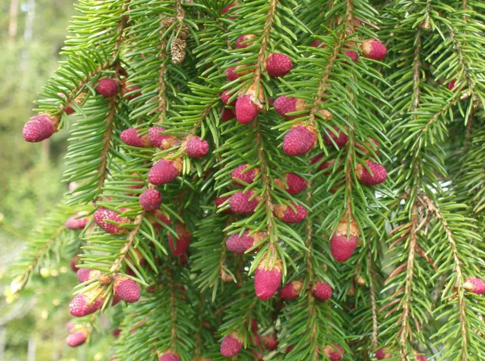 Klicka för att förstora