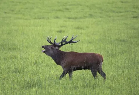 Lyssna till kronhjortens brölande