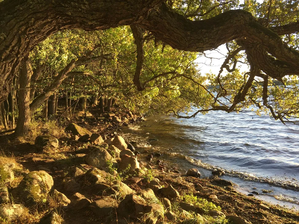 Klicka för att förstora