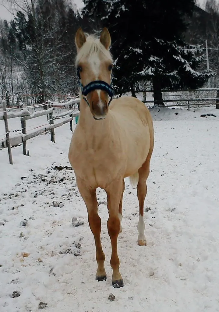 Klicka för att förstora