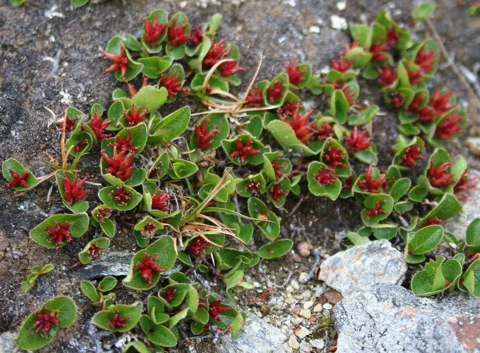 Klicka för att förstora