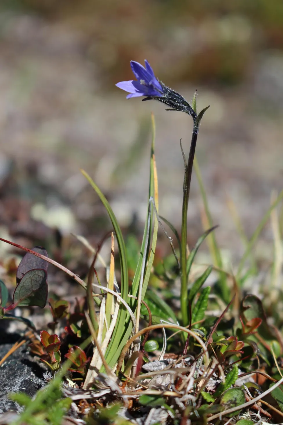 Klicka för att förstora