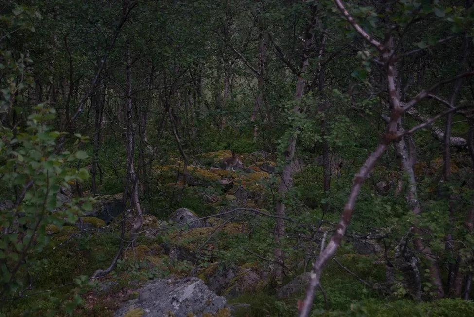 Klicka för att förstora