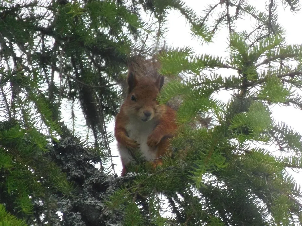 Klicka för att förstora