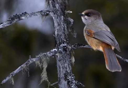 Oroande utveckling för fåglarna i Sveriges skogar