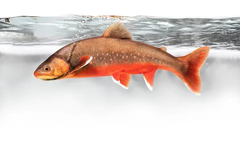 Årets naturfotograf utsedd