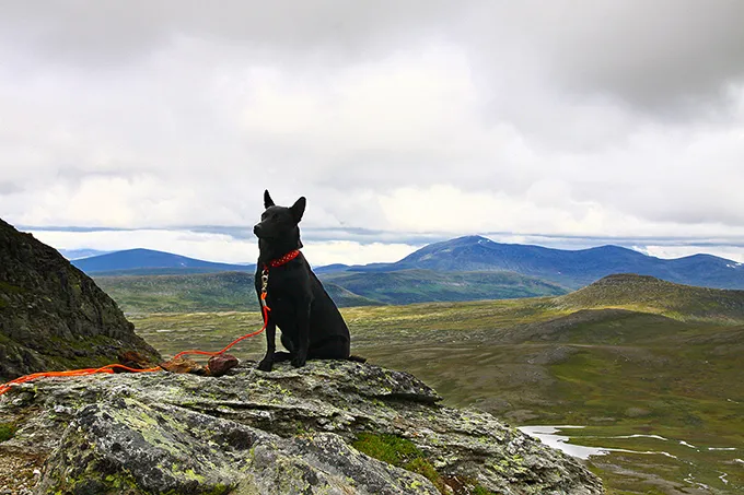 Klicka för att förstora
