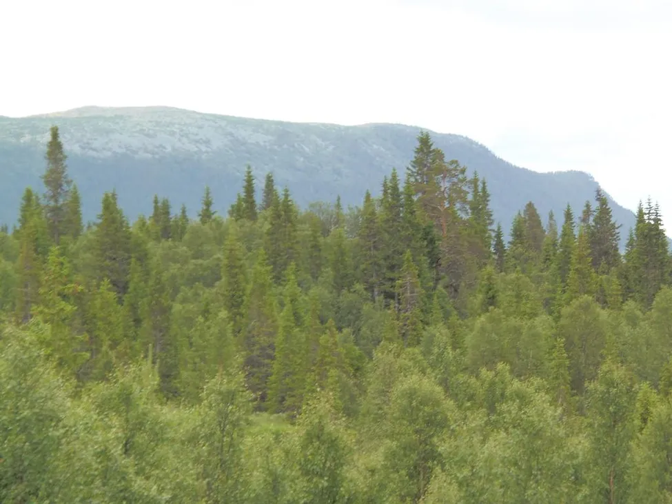 Klicka för att förstora