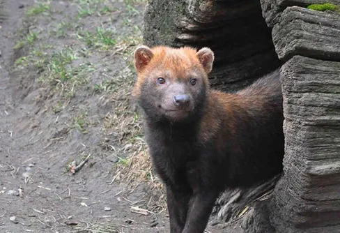 Sällsynta skogshundar födda på Kolmården