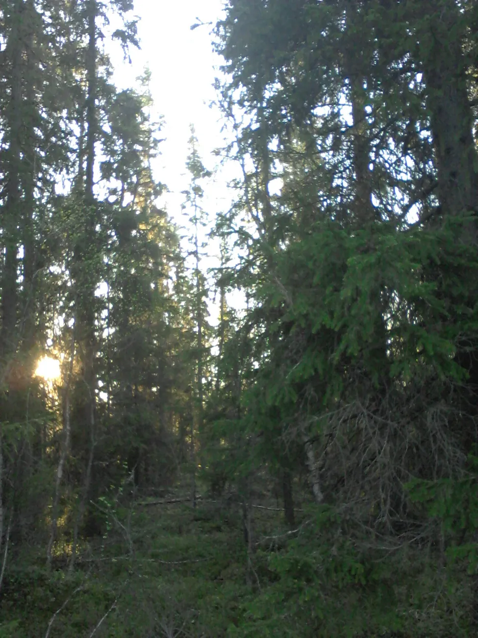 Klicka för att förstora